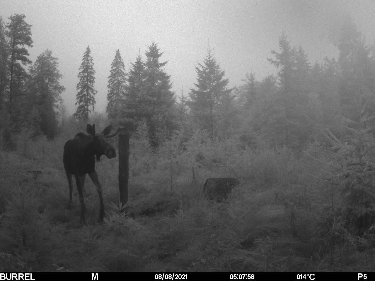 1½ vuotias sonni 2021